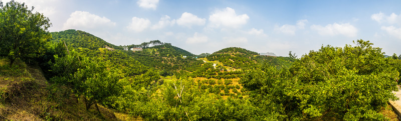 清香蜜桔基地