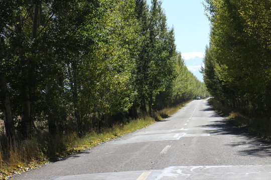 楊樹林蔭道