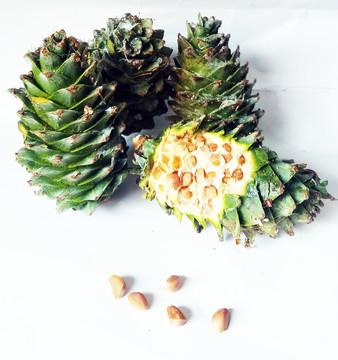 松塔 新鮮