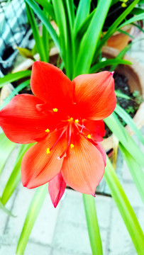 花卉