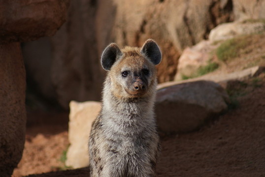 動物