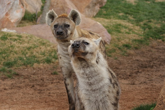 動物