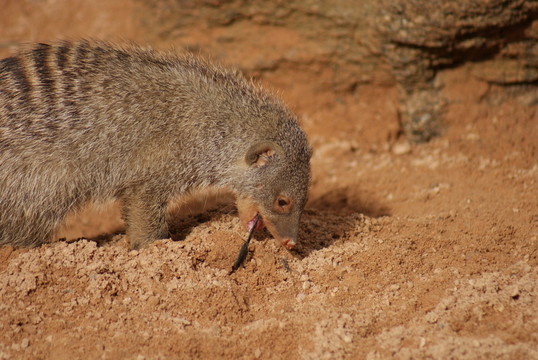 動物
