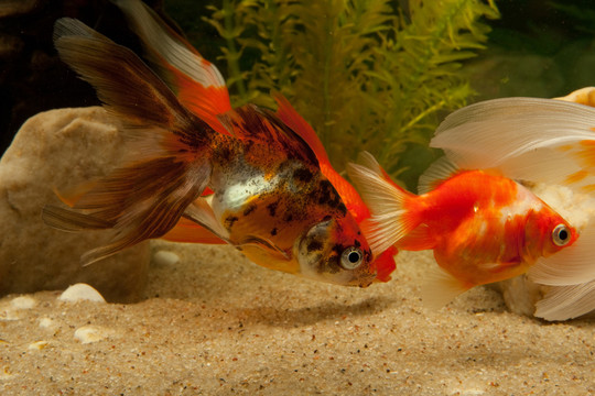 金魚（鯉科）