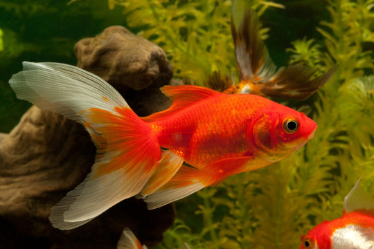金魚（鯉科）