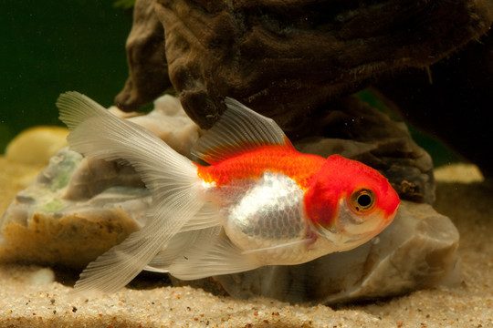 金魚(yú)（鯉科）