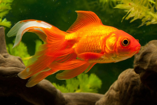 金魚（鯉科）