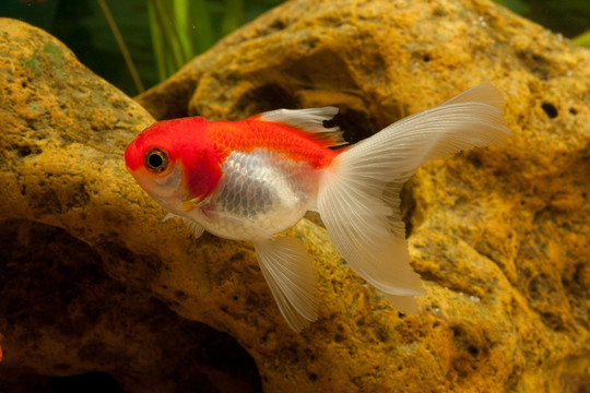 金魚（鯉科）