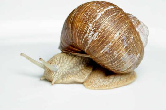蝸牛（螺旋pomatia）