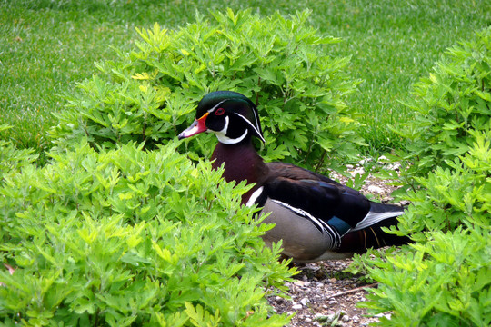 鴨在里瓦德?tīng)柤訝栠_(dá)公園