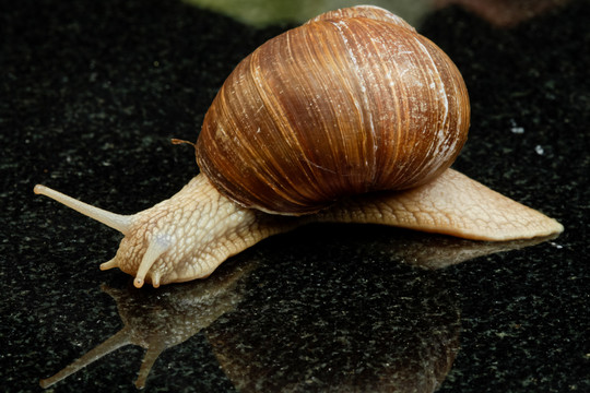 蝸牛（螺旋pomatia）