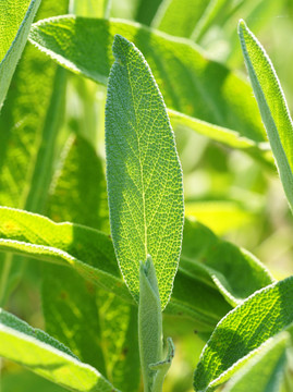 賢哲葉子特寫鏡頭 - 丹參officinalis