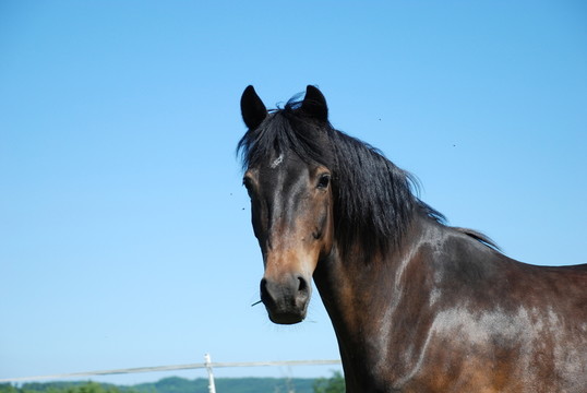 馬