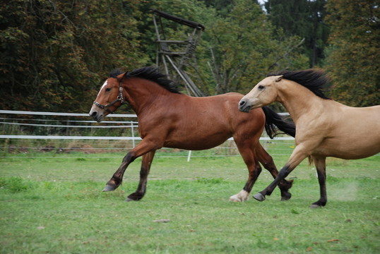 馬