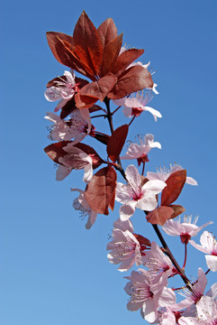 blutpflaume花
