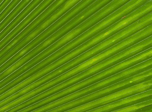樹葉