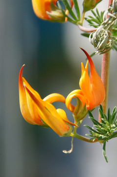 花園