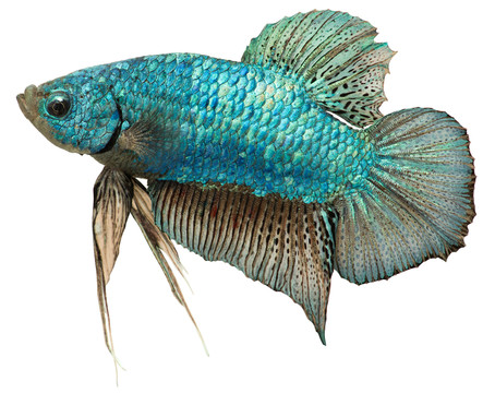 藍(lán)色
