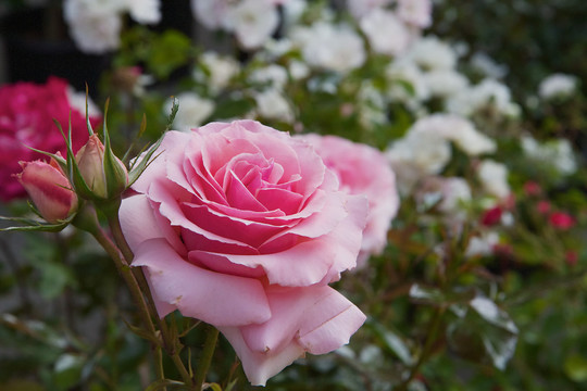花園