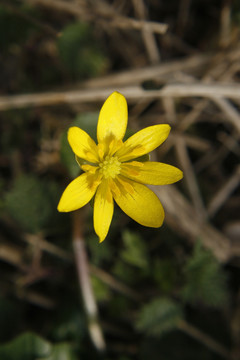 花