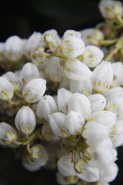 花園
