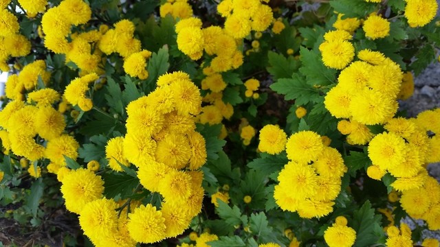 野菊花