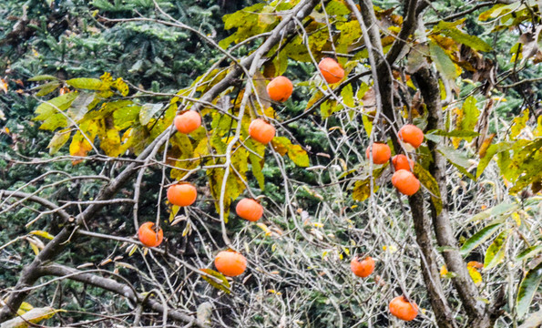 柿子紅了