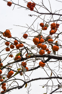 柿子紅了