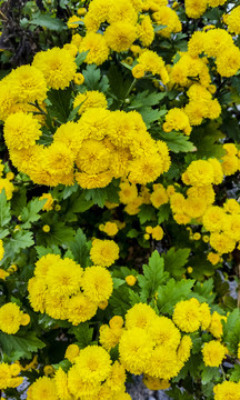 菊花