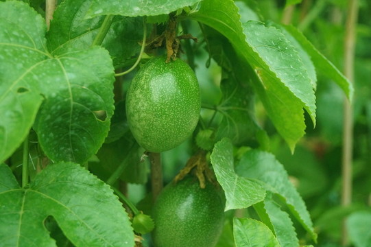 百香果