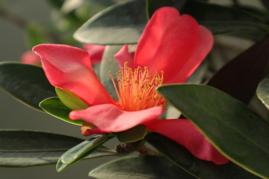 紅花