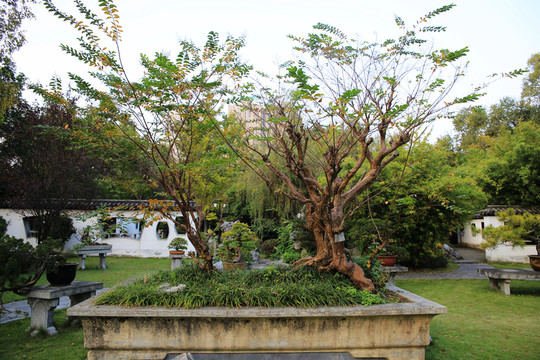 公園盆景樹樁