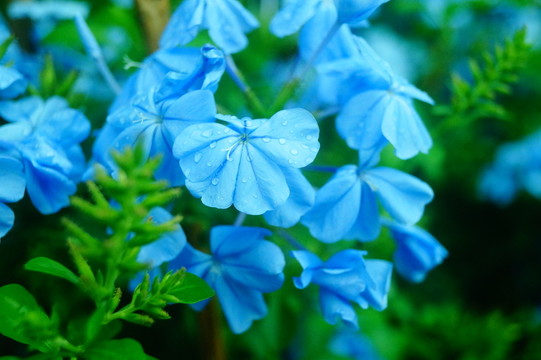 紫色花卉