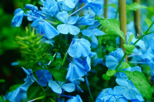 紫色花卉