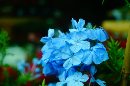 紫色花卉