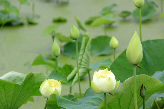 荷花池
