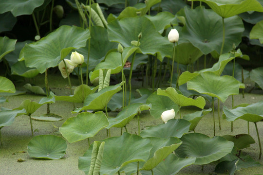 荷花池