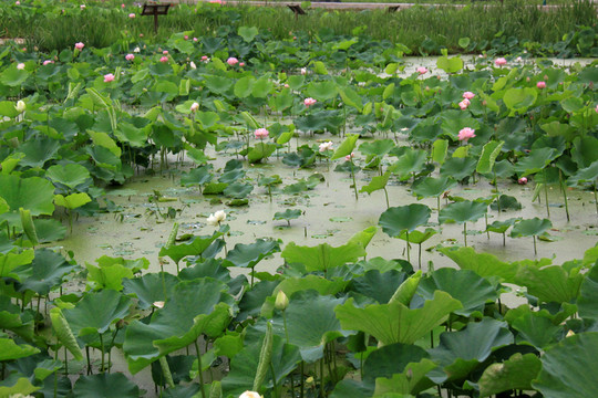 蓮池  藕池