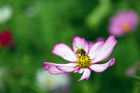 一朵花 花與蜜蜂