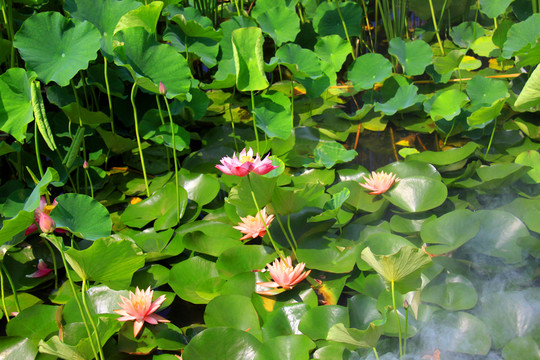 荷花池