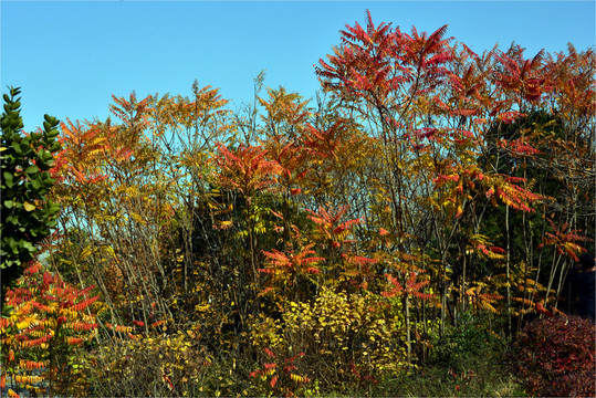 紅葉
