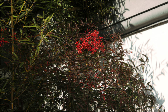 紅豆