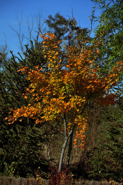 紅葉