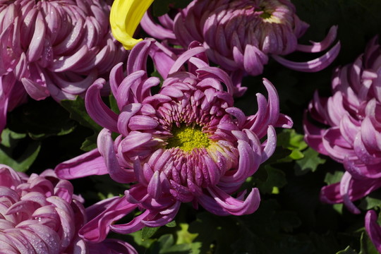 菊花