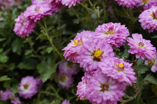 菊花