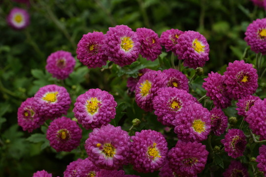 菊花