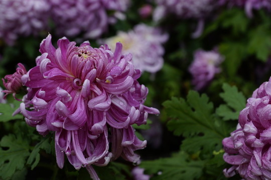 菊花