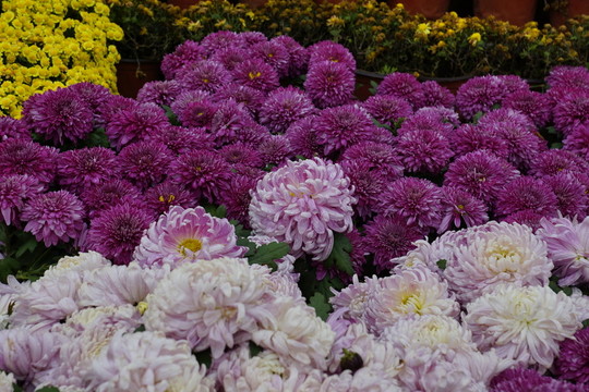 菊花