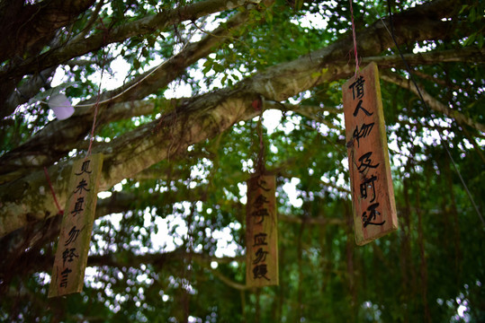 弟子規(guī)