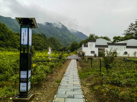 茶葉綠色防控